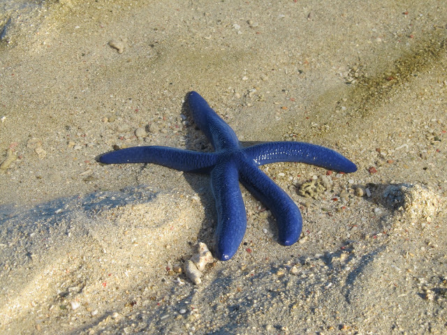 Isole Fiji:  Stella marina azzurra.